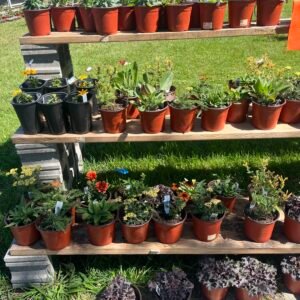 6" Assorted Perennial-Single